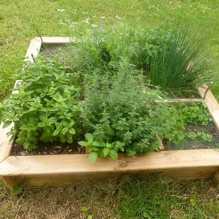 Les Oiseaux De Passage Chaillevois